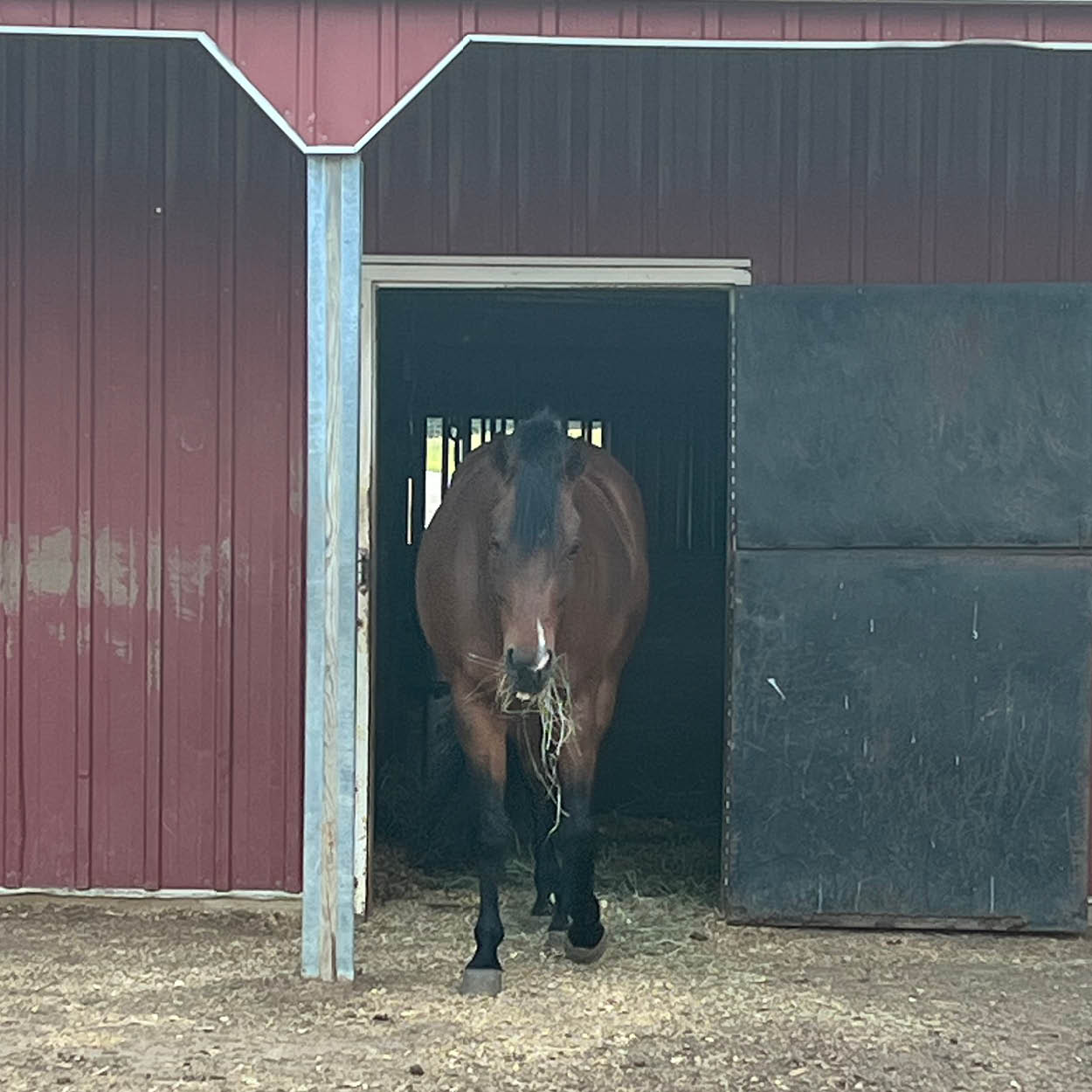 Horse enjoying his stall